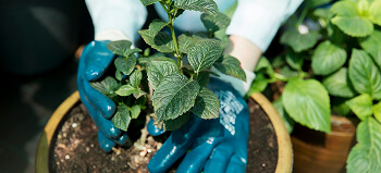Landscape material preparation