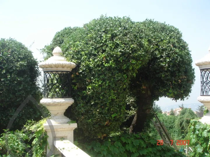 KSA Landscape Collection — image 5