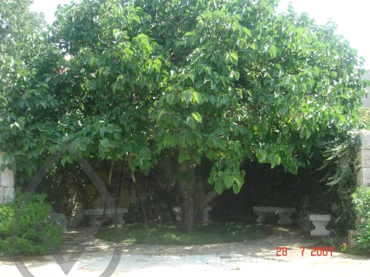 KSA Landscape Collection — image 9