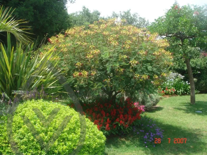 KSA Landscape Collection — image 11