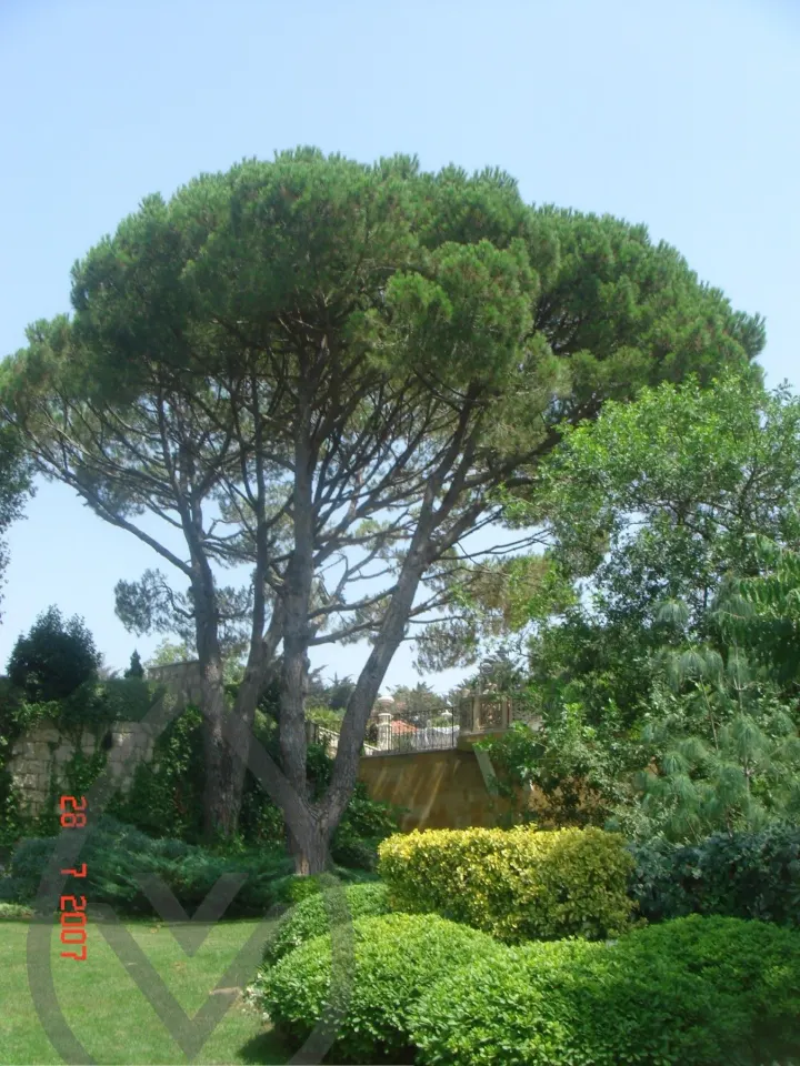 KSA Landscape Collection — image 18