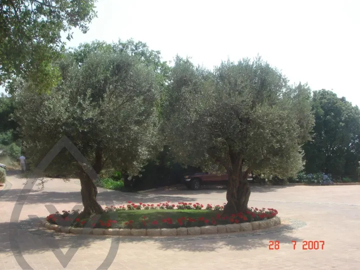 KSA Landscape Collection — image 57
