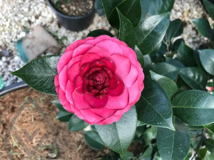 Batroun Nursery Collection — image 11