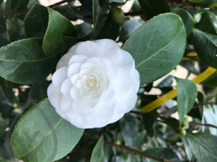 Batroun Nursery Collection — image 13