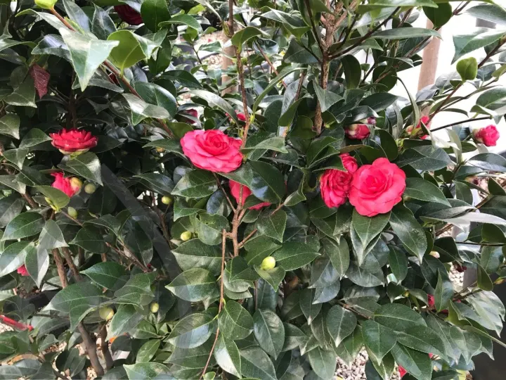 Batroun Nursery Collection — image 14