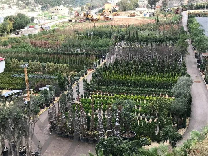 Batroun Nursery Collection — image 20