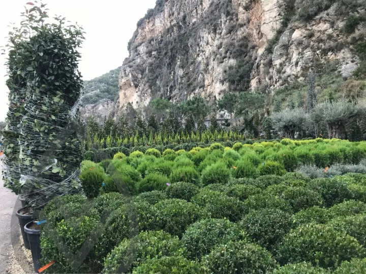 Batroun Nursery Collection — image 23