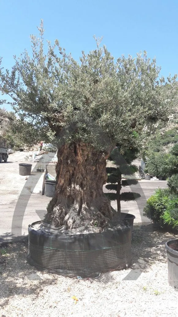 Mature Olive Trees — image 2