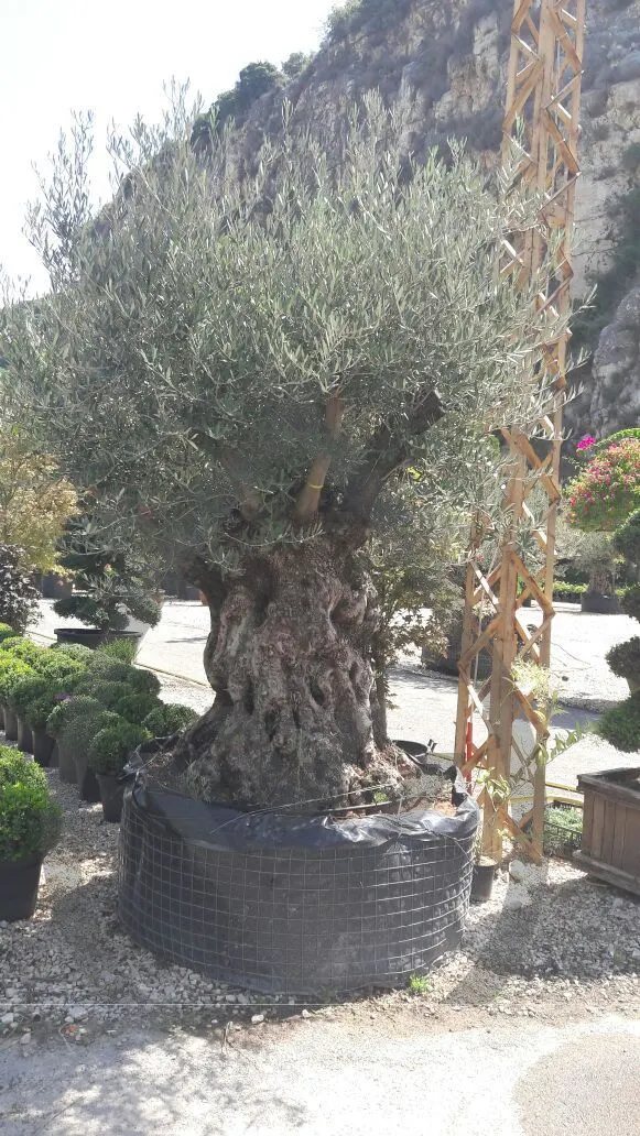 Mature Olive Trees — image 3