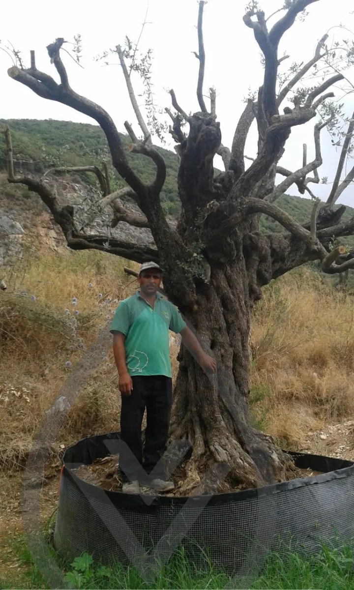 Mature Olive Trees — image 5