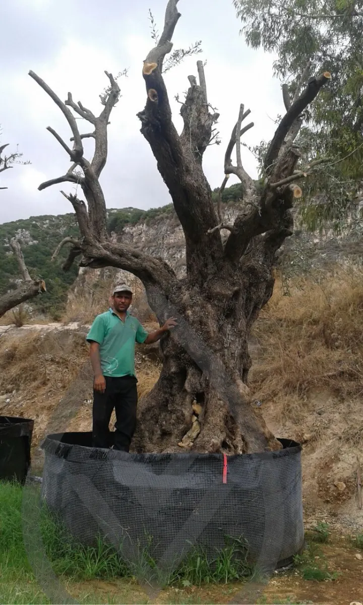 Mature Olive Trees — image 6