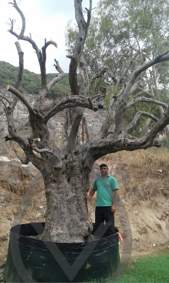 Mature Olive Trees — image 7