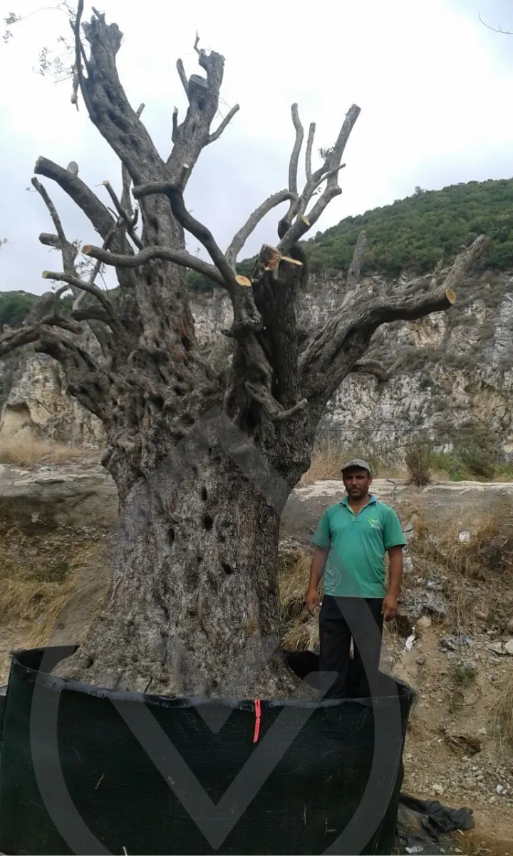 Mature Olive Trees — image 8