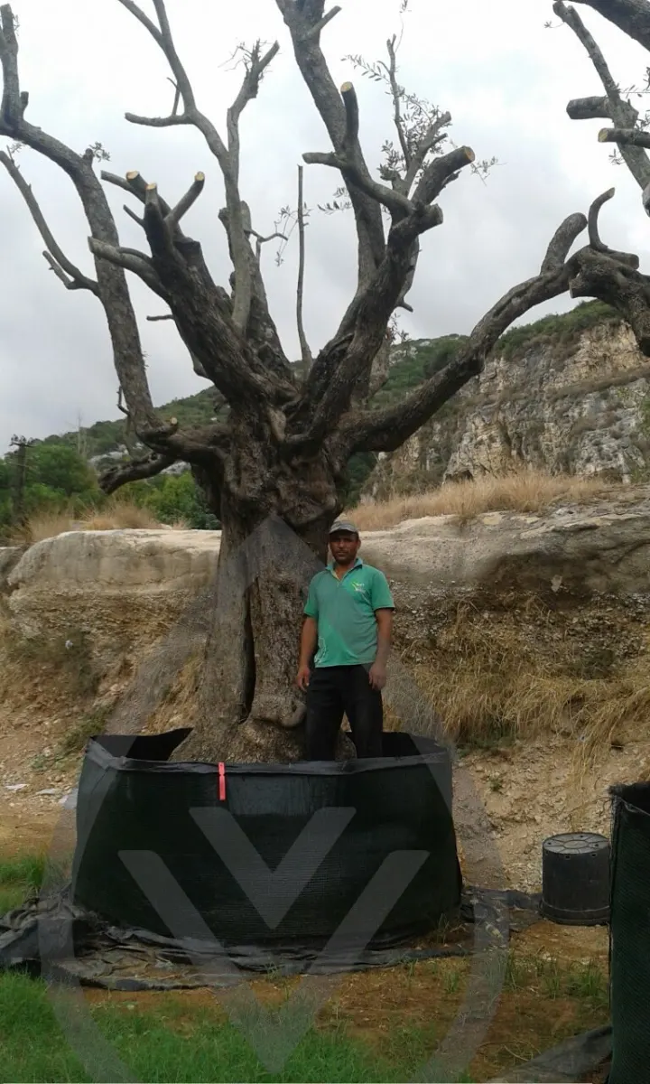 Mature Olive Trees — image 9