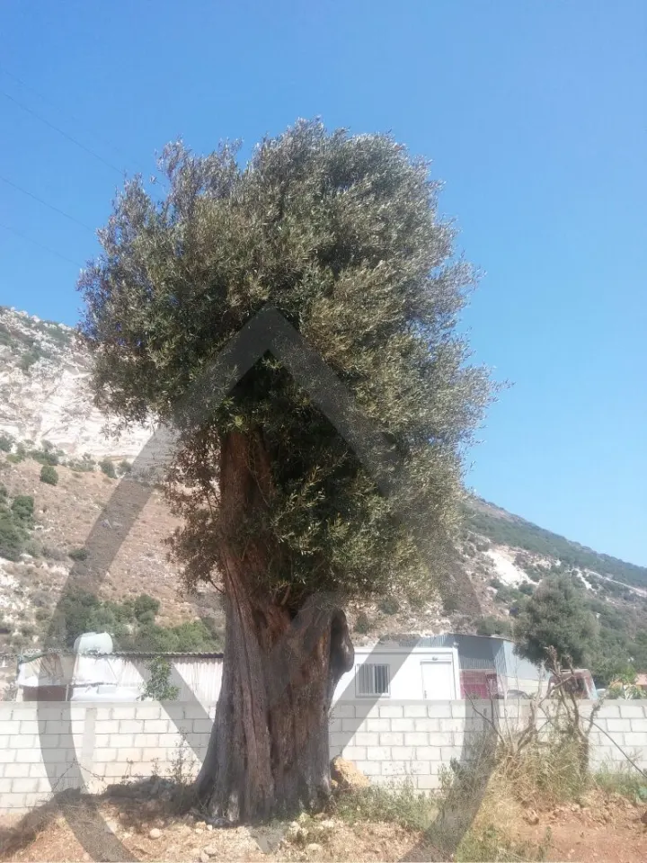 Mature Olive Trees — image 10