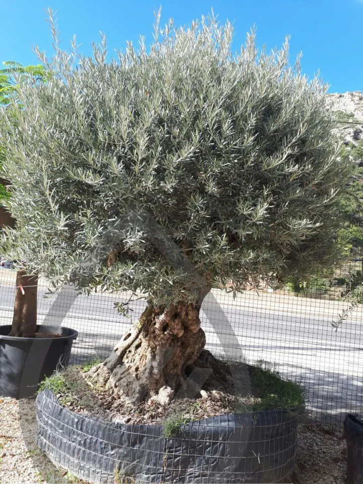 Mature Olive Trees — image 11
