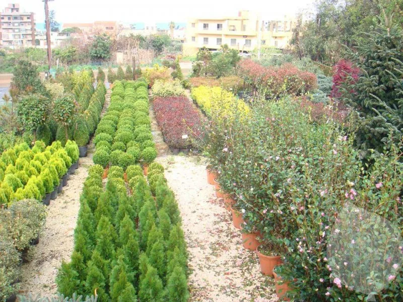 Plants at the Vert Veine nursery